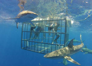 Honolulu shark cage